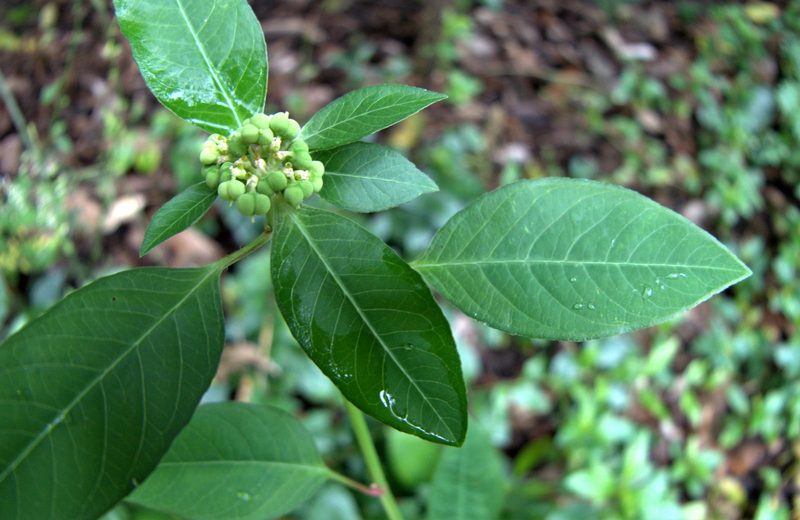 Wild poinsettia